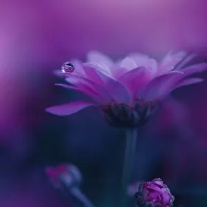 Beautiful Textured Macro Photo.Colorful Flowers.Border Art Design.Magic Light.Close up Photography.Conceptual Abstract Image.Violet Background.Drop