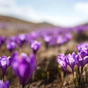 Crocus flowers on spring Ukrainian Carpathians mountains. Landscape photography