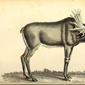 Elk from General zoology, or, Systematic natural history Vol II Part 2 Mammalia, by Shaw, George, 1751-1813; Stephens, James Francis