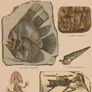 Lithograph print from a rare work by G.H. Schubert entitled, Illustrated Geology and Paleontology, 1886
