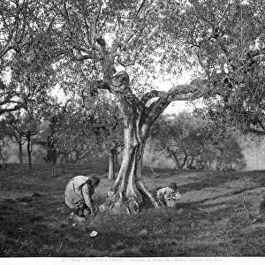 Children picking olives among the olive trees, on a hill in Santa Margherita a Montici, Florence