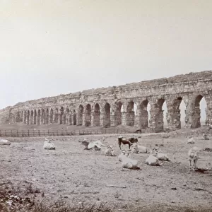 Panoramic view of the Claudian Aqueduct in Rome. In the foreground cattle grazing