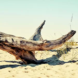 Georgia, Tybee Island, dead drift wood at beach