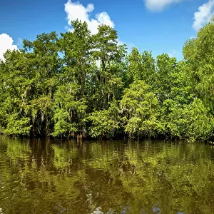 Louisiana, Louisiana's Swamp landscape