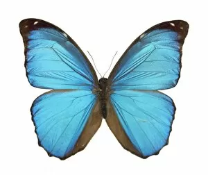 Morpho menelaus, Amazonian butterfly