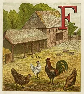 Poultry in Farmyard 1867
