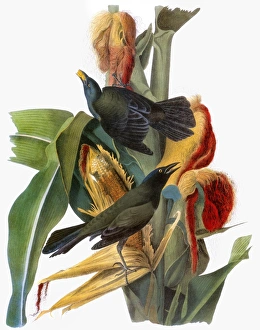 AUDUBON: GRACKLE. Common, or purple, grackle (Quiscalus quiscula) AUDUBON: GRACKLE. Common, or purple, grackle (Quiscalus quiscula)