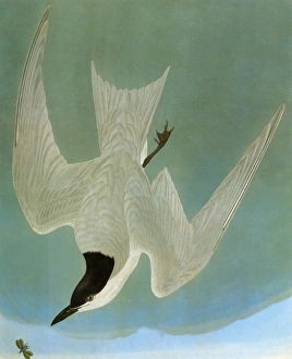AUDUBON: TERN. Gull-billed, or marsh, tern (Gelochelidon niloctica) AUDUBON: TERN. Gull-billed, or marsh, tern (Gelochelidon niloctica)