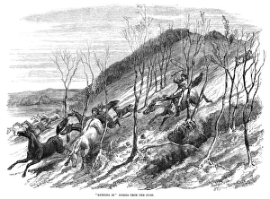 AUSTRALIA: QUEENSLAND, 1863. Running In Horses from the Bush, in Queensland, Australia AUSTRALIA: QUEENSLAND, 1863. Running In Horses from the Bush, in Queensland, Australia
