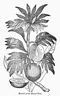 BOTANY: BREADFRUIT TREE. Branch of the breadfruit tree. Wood engraving, 19th century