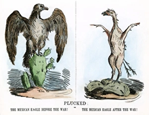 CARTOON: MEXICAN WAR, 1847. Plucked. An American cartoon on the outcome of the war with CARTOON: MEXICAN WAR, 1847. Plucked. An American cartoon on the outcome of the war with