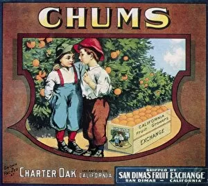 Chums brand oranges from California