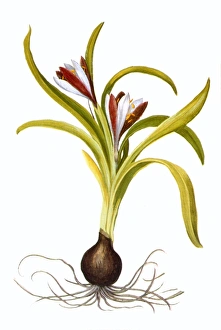 <b class=qtipBold><figcaption>Colchicum Autumnale</figcaption></b><br>AUTUMN CROCUS. Colchicum Autumnale.<br><em>© none</em> Colchicum Autumnale