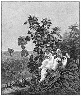 COTTON PLANTATION, 1881. Edge of the cotton field. Workers on a cotton plantation COTTON PLANTATION, 1881. Edge of the cotton field. Workers on a cotton plantation