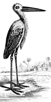 CRANE