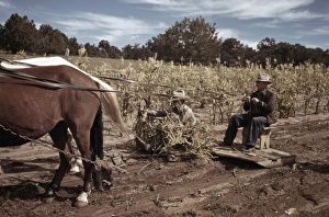FARMING, 1940. Harvesting corn in Pie Town, New Mexico. Photograph by Russell Lee, 1940 FARMING, 1940. Harvesting corn in Pie Town, New Mexico. Photograph by Russell Lee, 1940