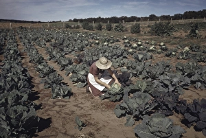 FARMING, 1940. A homesteader in a field of cabbages in Pie Town, New Mexico FARMING, 1940. A homesteader in a field of cabbages in Pie Town, New Mexico