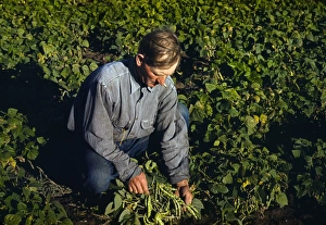 FARMING, 1940. A homesteader tending to bean plants in Pie Town, New Mexico FARMING, 1940. A homesteader tending to bean plants in Pie Town, New Mexico