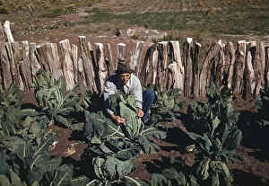 FARMING, 1940. A homesteader tending to cauliflower plants in Pie Town, New Mexico FARMING, 1940. A homesteader tending to cauliflower plants in Pie Town, New Mexico