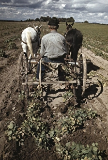 FARMING, 1940. A homesteader turning up pinto beans in Pie Town, New Mexico FARMING, 1940. A homesteader turning up pinto beans in Pie Town, New Mexico