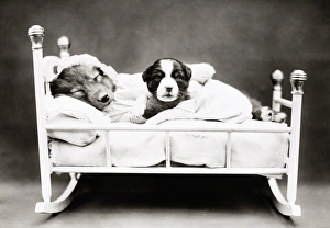 Harry Prints: FREES: DOG, c1914. When bedtime comes. Photograph by Harry Whittier Frees, c1914