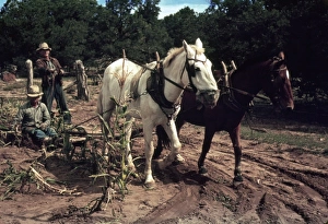 HARVESTING CORN, 1940. Harvesting corn in Pie Town, New Mexico. Photograph by Russell Lee HARVESTING CORN, 1940. Harvesting corn in Pie Town, New Mexico. Photograph by Russell Lee