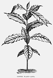 Botany Prints: JAVA: COFFEE PLANT. A coffee plant from Java. Wood engraving, late 19th century