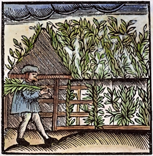 JEWISH HOLIDAY, 1663. Building the bower for Sukkot, the Jewish Harvest Festival JEWISH HOLIDAY, 1663. Building the bower for Sukkot, the Jewish Harvest Festival