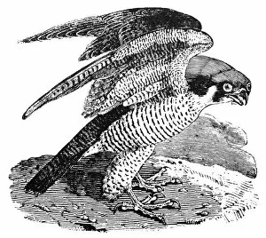 PEREGRINE FALCON. Wood engraving, early 19th century