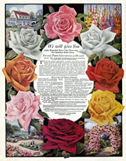 ROSES, 1927. American advertisement for a subscription to Needlecraft Magazine ROSES, 1927. American advertisement for a subscription to Needlecraft Magazine