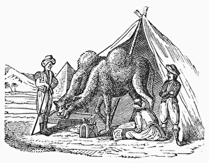 SAHARA: CAMP, c1840. Tent in the Sahara Desert. Wood engraving, c1840 SAHARA: CAMP, c1840. Tent in the Sahara Desert. Wood engraving, c1840