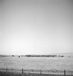 TEXAS: CATTLE RANCH, 1943. Cattle ranch in Codman, Texas. Photograph by Jack Delano TEXAS: CATTLE RANCH, 1943. Cattle ranch in Codman, Texas. Photograph by Jack Delano