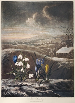 THORNTON: CROCUSI. The snowdrop (Galanthus nivalis L.), violet spring crocus, yellow crocus and blue leafless crocus (Crocus nudiflorus Sm). Engraving by William Ward after a painting by Abraham Pether, for The Temple of Flora, by Robert John Thonton, 1799-1804 THORNTON: CROCUSI. The snowdrop (Galanthus nivalis L.), violet spring crocus, yellow crocus and blue leafless crocus (Crocus nudiflorus Sm). Engraving by William Ward after a painting by Abraham Pether, for The Temple of Flora, by Robert John Thonton, 1799-1804