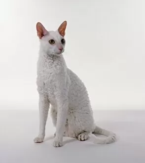 A white Cornish Rex cat sitting, looking to side